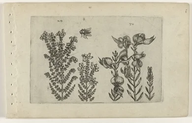 Urze comum e arbusto de vassoura
Cognoscite lilia (título da série)