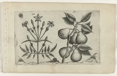 Jasmim e pêra Cognoscite lilia (título da série)