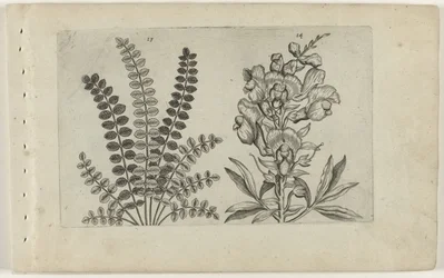 Pequeno queimador e snapdragon
Cognoscite lilia (título da série)