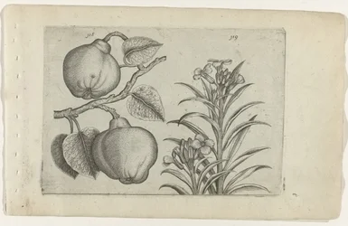Kweepeer e muurbloem Cognoscite Lily (título da série)