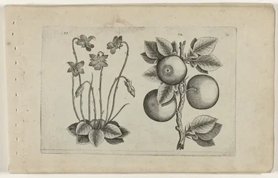 Violeta e laranja de março Cognoscite lilia (título da série)