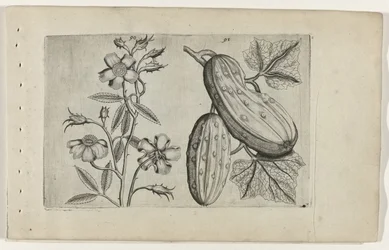 Rosa almiscareira e pepino
Cognoscite lilia (título da série)