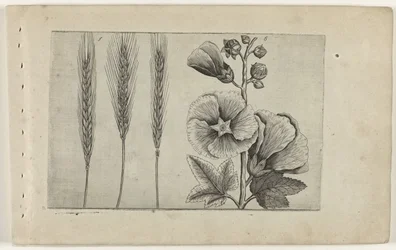 Rogge em Stokroos Conheça os Lírios (título da série)