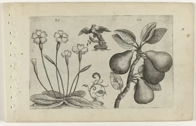 Flor e pêra chave
Cognoscite lilia (título da série)