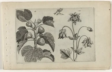 Figueira e aquilegia selvagem
Cognoscite lilia (título da série)
