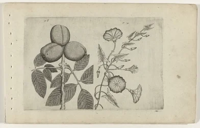 Walnootboom em akkerwinde Conheça os Lírios (título da série)