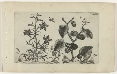 Delphinium selvagem e amora preta Cognoscite lilia (título da série)