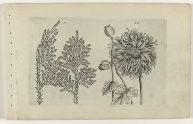 Sete árvore e bola adormecida Cognoscite lilia (título da série)