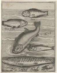 Studieblad conheceu vijf vissen Ícones vivos de peixes (título da série)