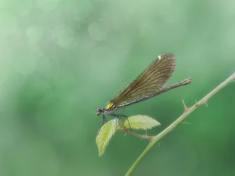 Libélula delicada pousada