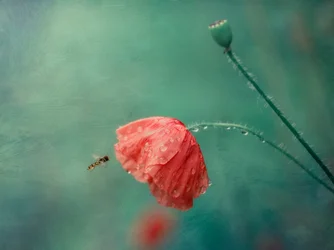 Flor de papoila e mosca-das-flores