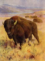 No Jardim Zoológico: Bisão (cor litho)