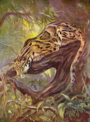 No Zoológico: Clouded Leopard (lito colorido)