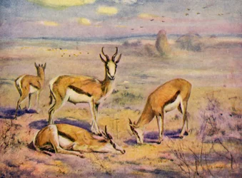 No Zoológico: Springboks (lito colorido)