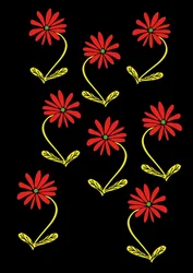 Margaridas repetem fundo preto