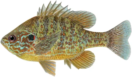 Peixe-lua com sementes de abóbora (lápis de cor)