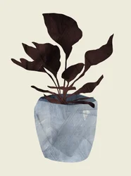 Planta do país