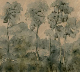 Floresta Esquecida