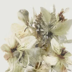 Flores da Colina