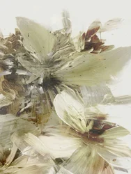 Flores da Colina 2