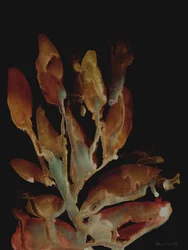 Planta noturna