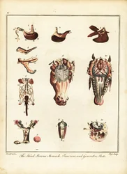 Anatomia de um cavalo. 1792 (gravura)