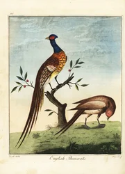 Faisões ingleses, masculinos e femininos. 1792 (gravura)