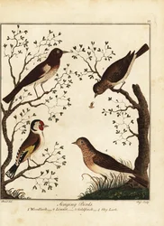 Pássaros canoros: lenhador, tinteiro, pintassilgo, cotovia do céu. 1792 (gravura)