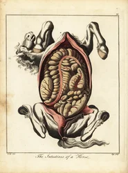 Os intestinos de um cavalo. 1792 (gravura)