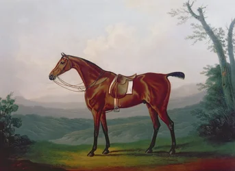 Retrato de um cavalo de corrida