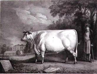O Barão, um curto-espinho (The Nannau White Cow) gravado por Charles Joseph Hullamandel (1789-1850) 1824