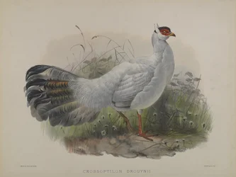 Crossoptilon Drouynii (cor litho)