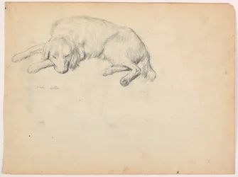 Desenho, Dash (um Setter), ca. 1862