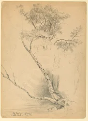 Old Elm Top e White Birch, North Conway, New Hampshire