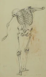 Estudo do Esqueleto, c.1848 (giz e giz de cera sobre papel bronzeado montado sobre papelão)