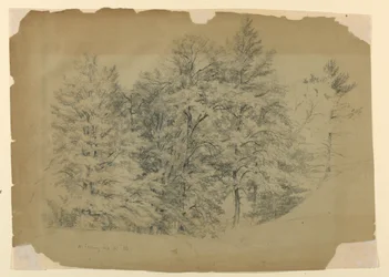 Estudo de árvores, North Conway, New Hampshire