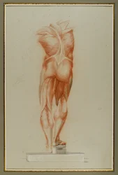 Écorché (Figura Estudo da Musculatura), c.1848 (giz e grafite sobre papel)