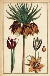Coroa imperial lírio, Fritillaria imperialis e tulipas, Tulipa gesneriana