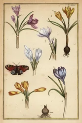Açafrão-da-primavera, Crocus vernus, e borboleta-pavão-europeia, Aglais io