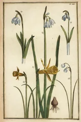 Dafodil selvagem, Narciso pseudonarciso e gotas de neve, Galanto nivalis