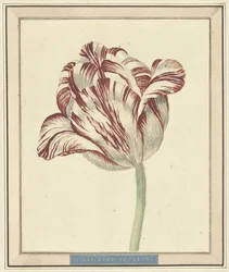 Tulip, chamada Bisar, Cardeal de Fleuri