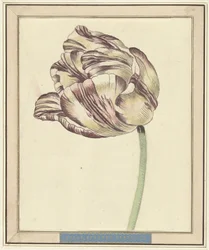 Tulipa, chamada Bisar, Staaten General