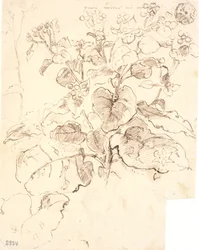 Estudos de plantas