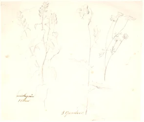 Estudos de plantas