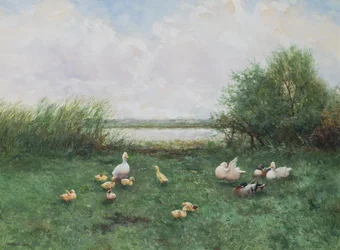 Patos e Patinhos