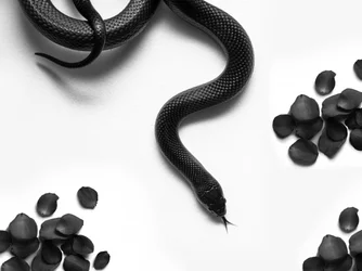 Rosas «Black Snake»