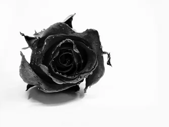 Rosa Preta Molhada