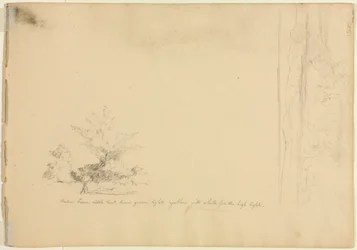 Estudos paisagísticos e arbóreos (verso)