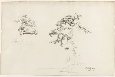 Pine, lago George, 1871.