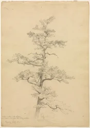 Pine Tree, Conway, New Hampshire reto, Landscape and Tree Studies verso, c. 1851